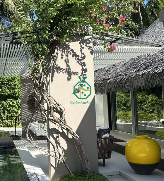 มัลดีฟส์ สวนหลังบ้าน หลังคามุงจากพลาสติก Cadjan